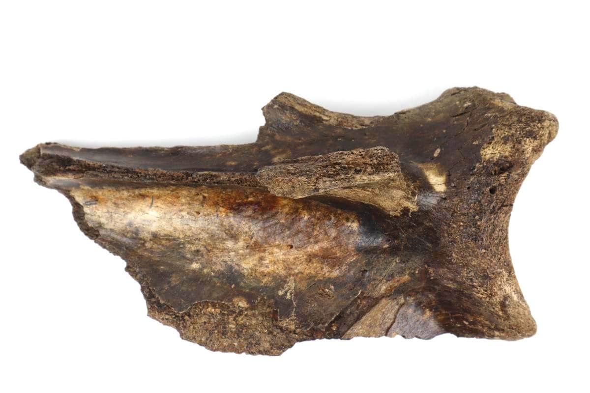 Scapula of a Woolly Mammoth (43 cm)