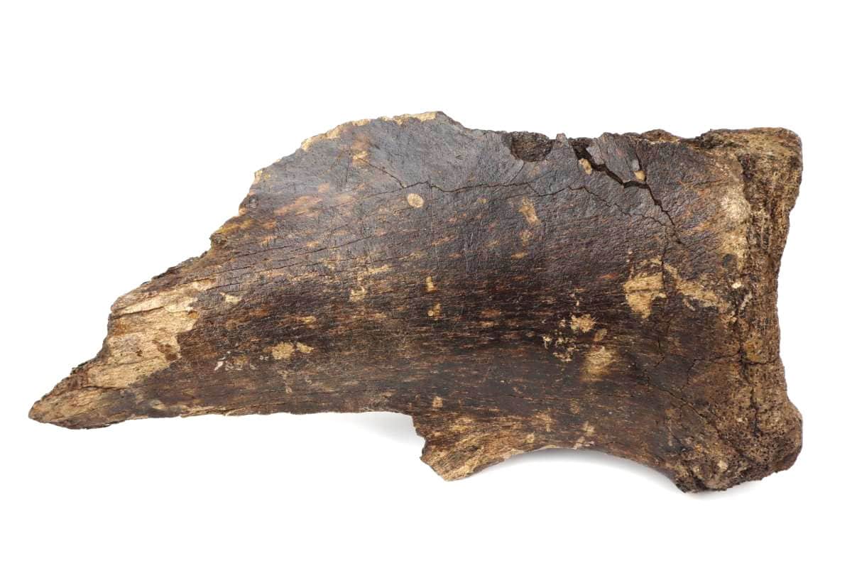 Scapula of a Woolly Mammoth (43 cm) - Image 3