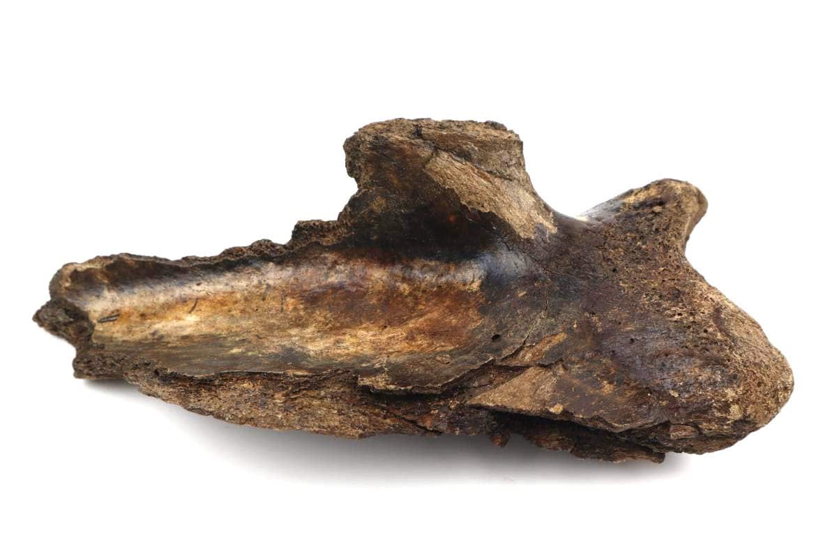 Scapula of a Woolly Mammoth (43 cm) - Image 4
