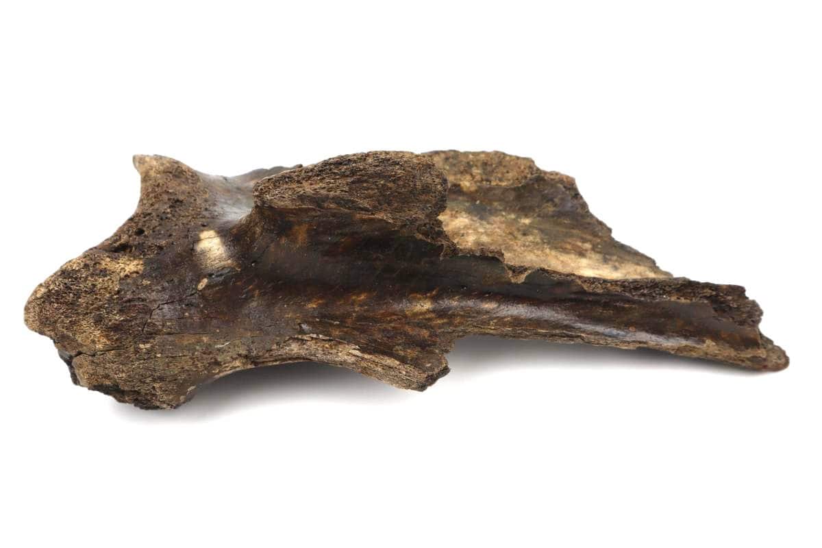 Scapula of a Woolly Mammoth (43 cm) - Image 5