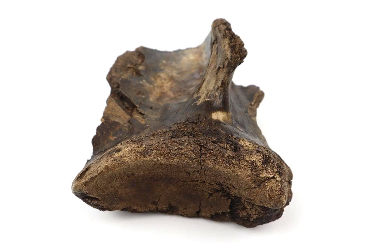 Scapula of a Woolly Mammoth (43 cm) - Image 6