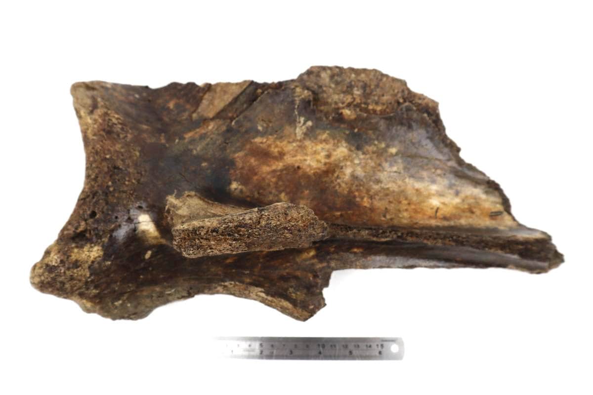 Scapula of a Woolly Mammoth (43 cm) - Image 7