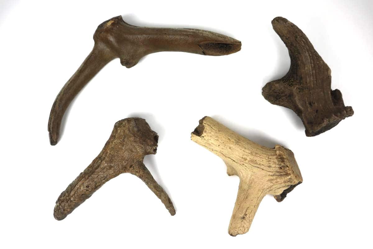 4 Red Deer Antlers (Cervus elaphus)
