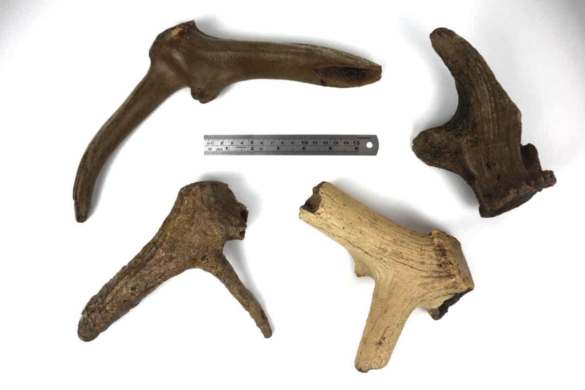 4 Red Deer Antlers (Cervus elaphus) - Image 5