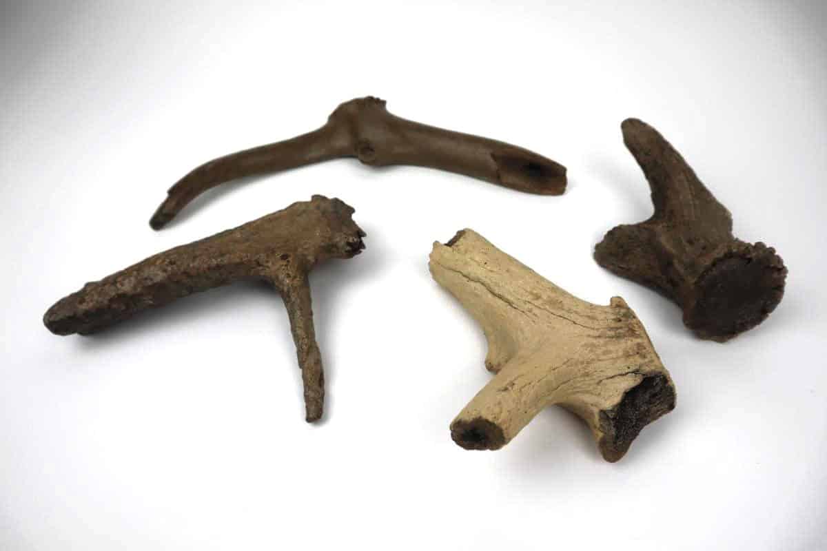 4 Red Deer Antlers (Cervus elaphus) - Image 2