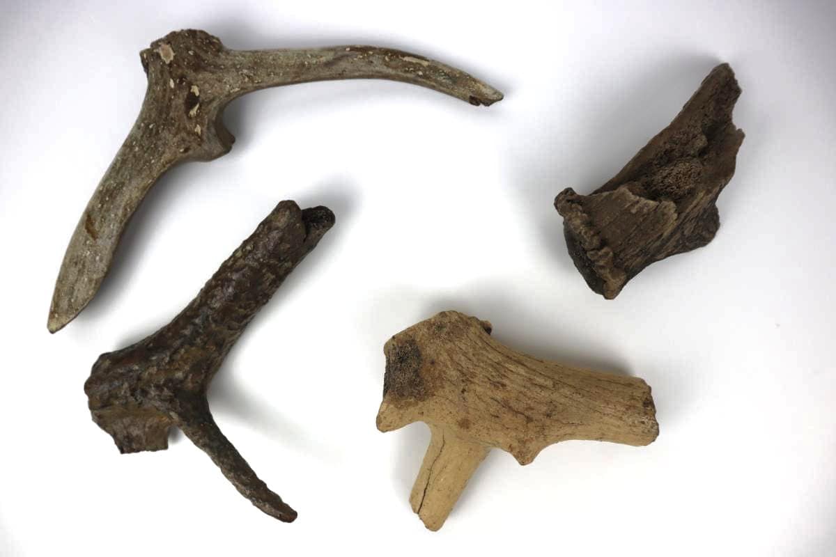 4 Red Deer Antlers (Cervus elaphus) - Image 3