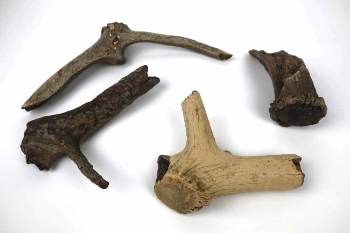 4 Red Deer Antlers (Cervus elaphus) - Image 4