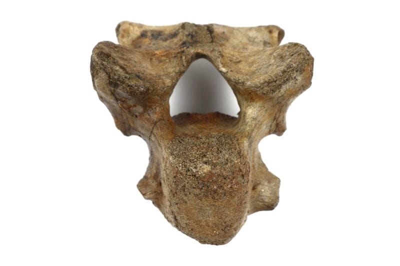 Cervical Vertebra of a Woolly Rhinoceros (14 cm)