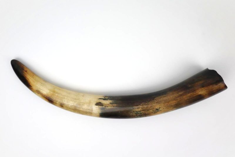 Tusk of a Juvenile Woolly Mammoth (44 cm)