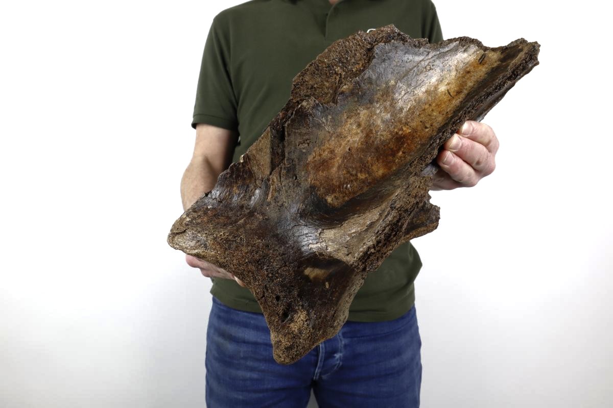 Scapula of a Woolly Mammoth (43 cm) - Image 2