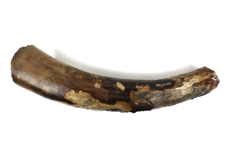 Tusk of a Woolly Mammoth (45 cm)