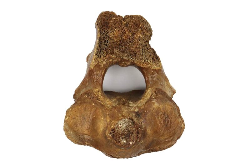 Axis Vertebra of a Woolly Mammoth (27 cm)