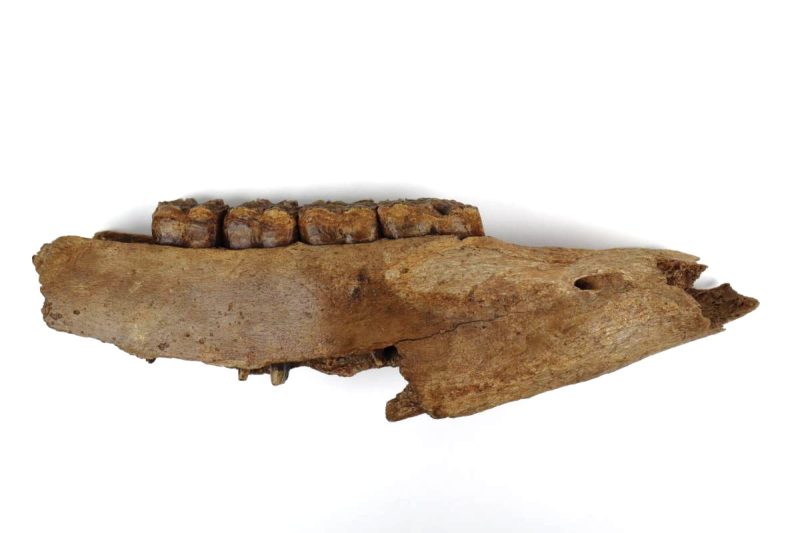 Lower Jaw of a Pleistocene Wilde Horse (29 cm)