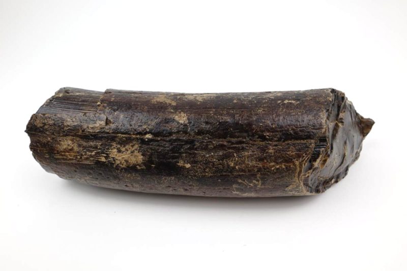 Tusk of a Woolly Mammoth (26 cm)