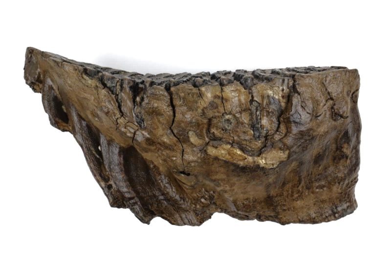 Molar of a Woolly Mammoth (30 cm)