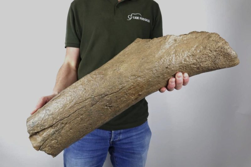 Femur of a Southern Mammoth (10,9 kg)