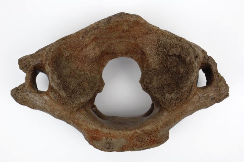 Atlas Vertebra of a Woolly Mammoth (28 cm)