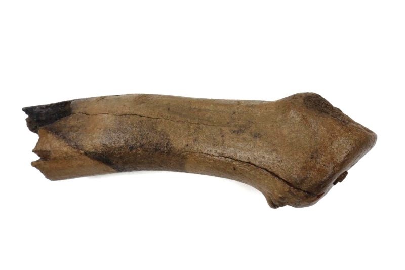 Antler of an Irish Elk (Megaloceros) (33 cm)