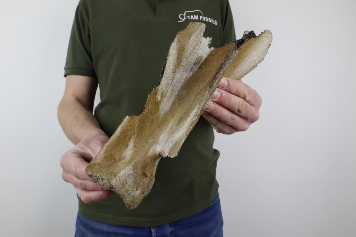 Scapula of an Irish Elk (Megaloceros) (32,5 cm) - Tam Fossils
