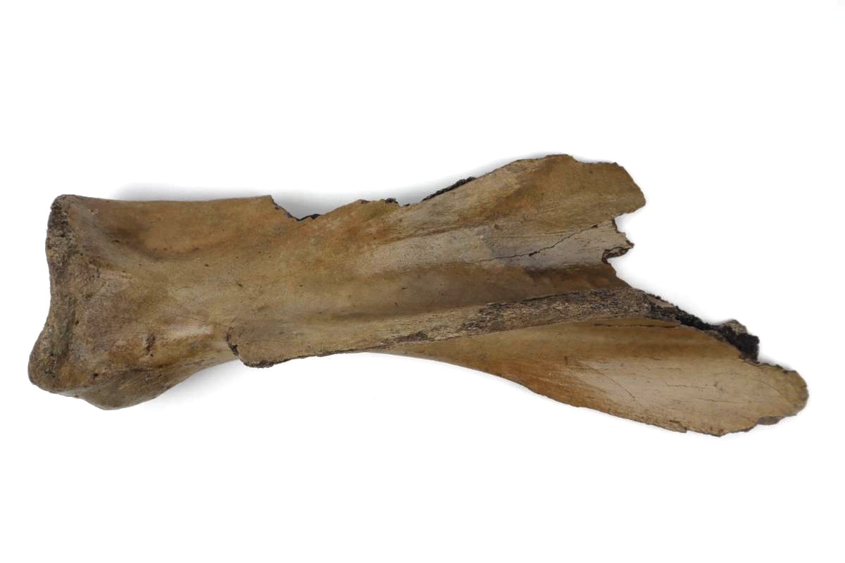 Scapula of an Irish Elk (Megaloceros) (32,5 cm) - Tam Fossils