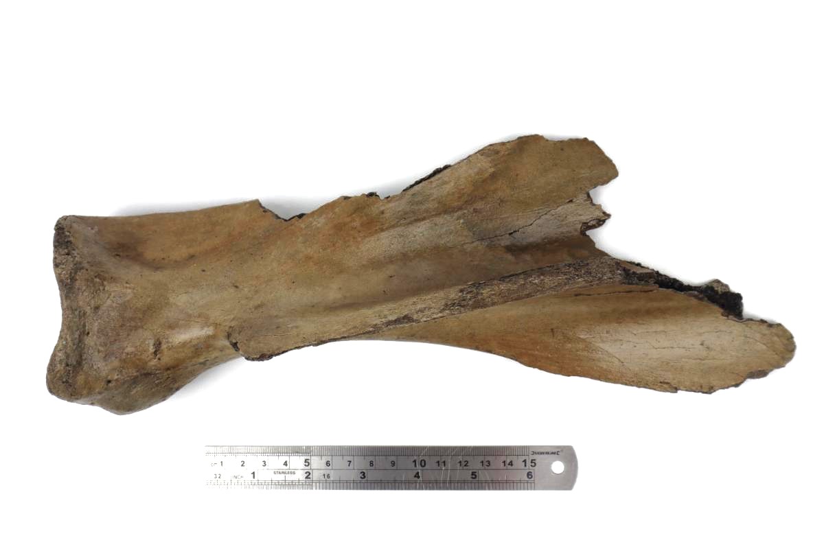 Scapula of an Irish Elk (Megaloceros) (32,5 cm) - Tam Fossils