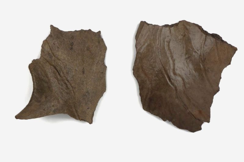 2 Antler Pieces of an Irish Elk (Megaloceros) (18 & 22 cm)