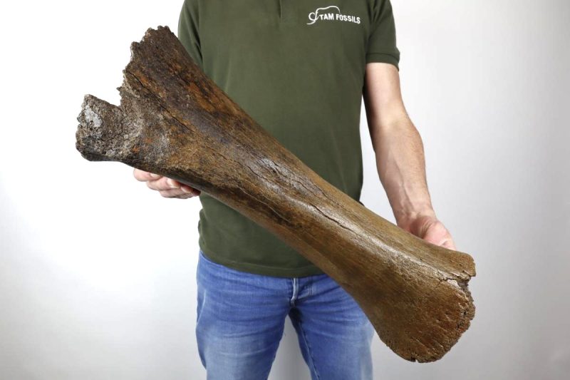 Tibia of a Woolly Mammoth (54 cm)