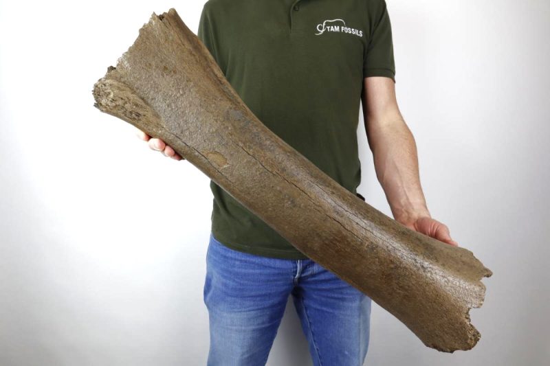 Femur of a Woolly Mammoth (70 cm)