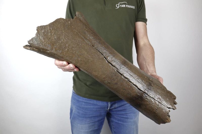 Femur of a Woolly Mammoth (54 cm)