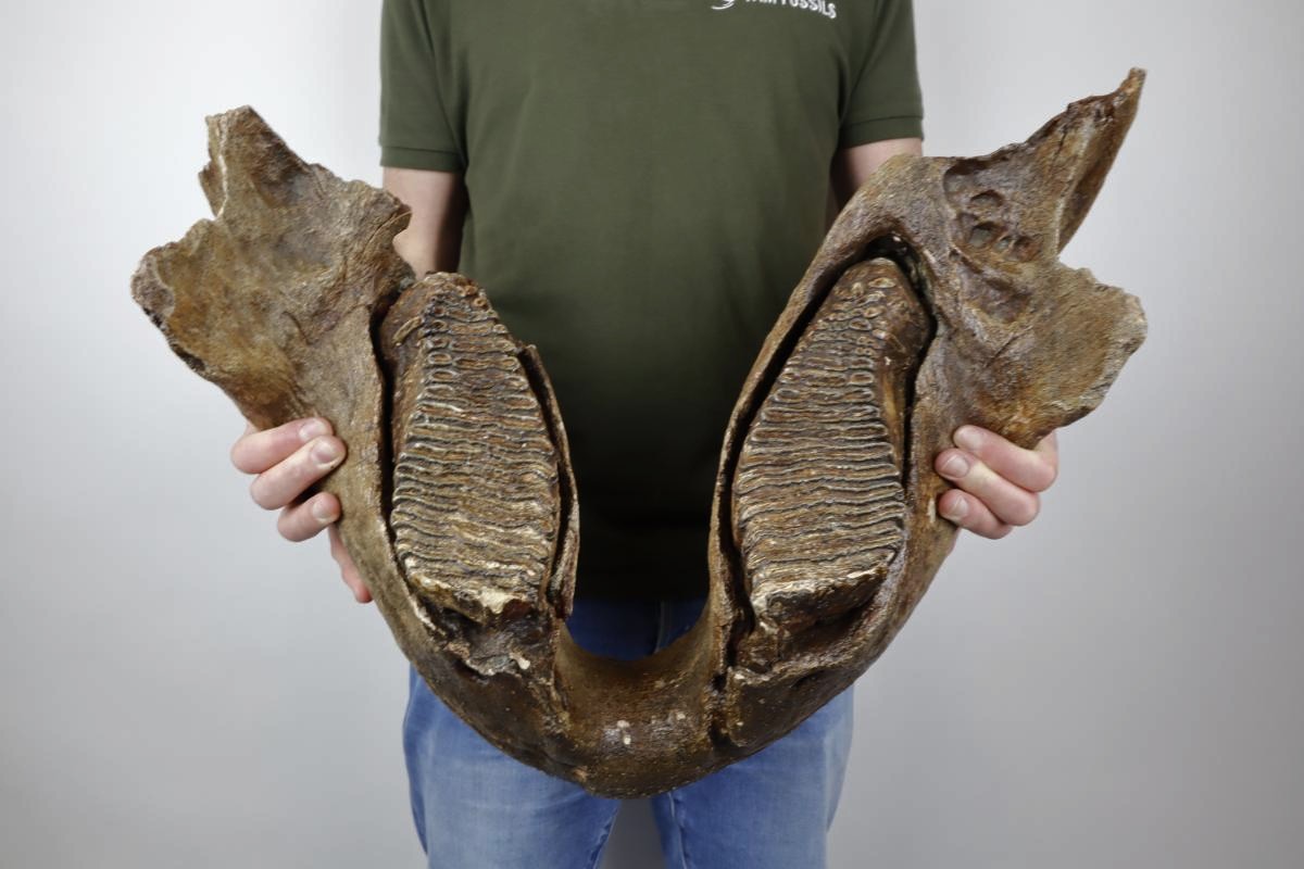 Lower Jaw of a Woolly Mammoth (22 kg) - Image 2