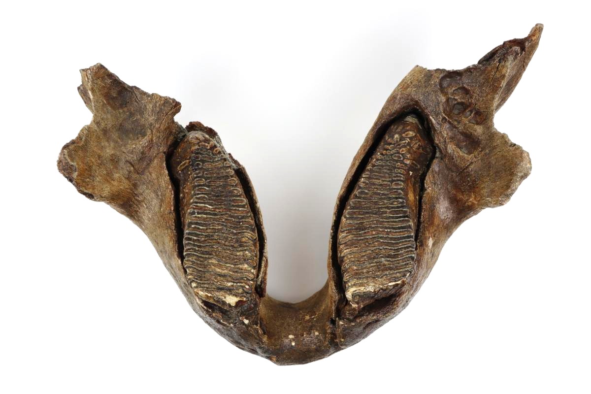 Lower Jaw of a Woolly Mammoth (22 kg)