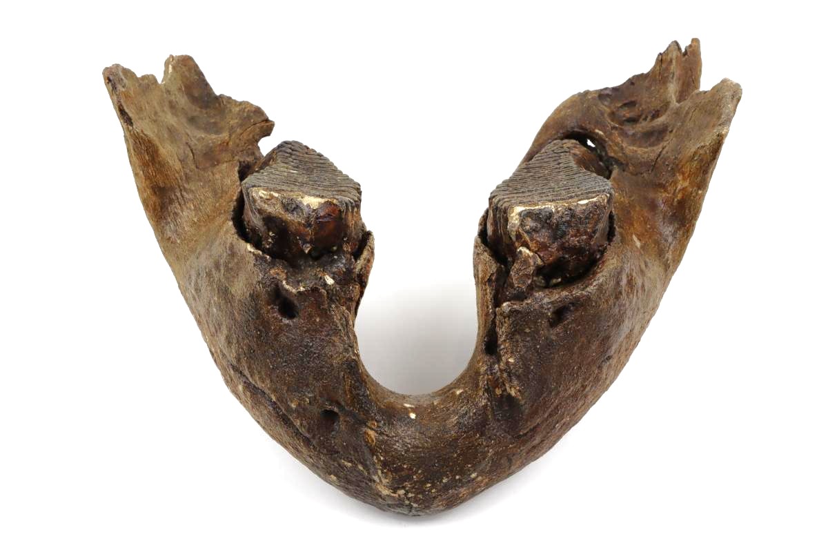 Lower Jaw of a Woolly Mammoth (22 kg) - Image 4