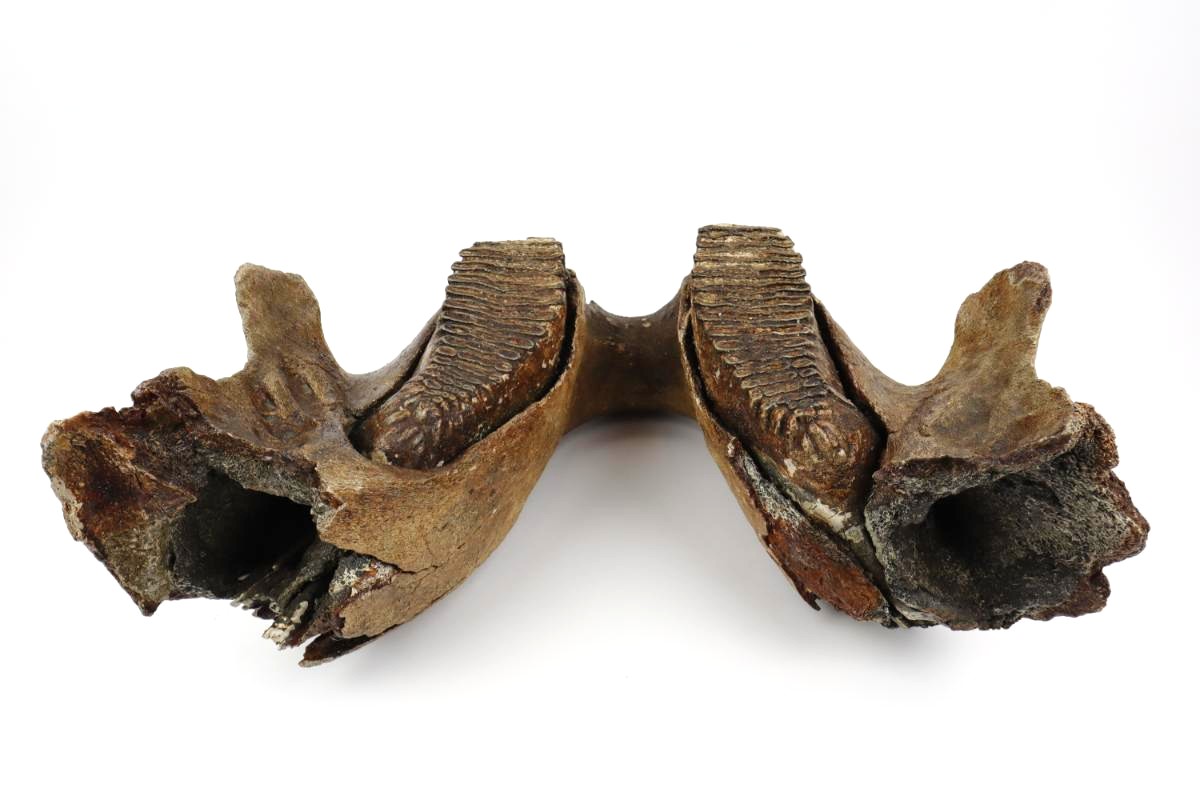 Lower Jaw of a Woolly Mammoth (22 kg) - Image 5