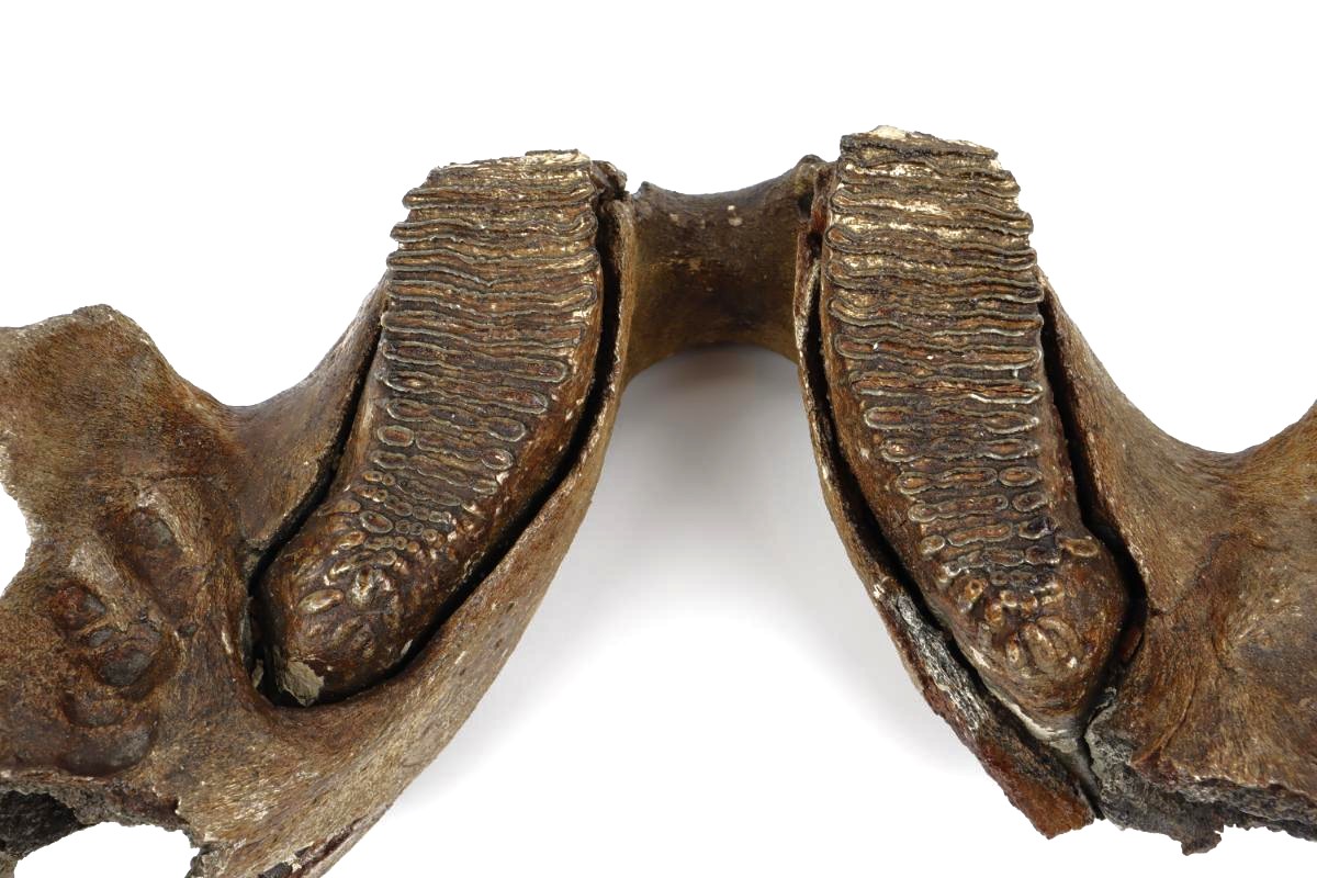 Lower Jaw of a Woolly Mammoth (22 kg) - Image 3