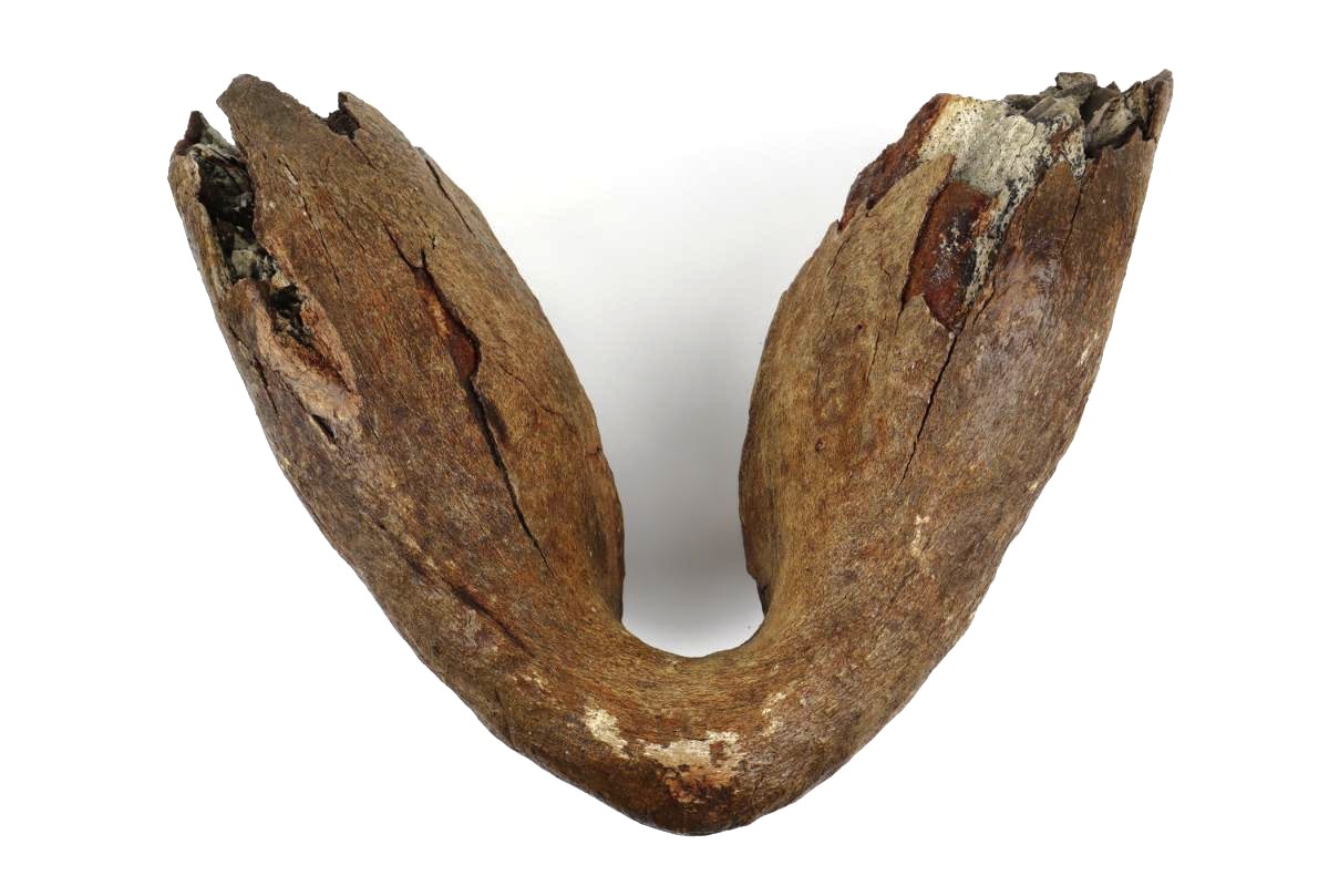 Lower Jaw of a Woolly Mammoth (22 kg) - Image 6