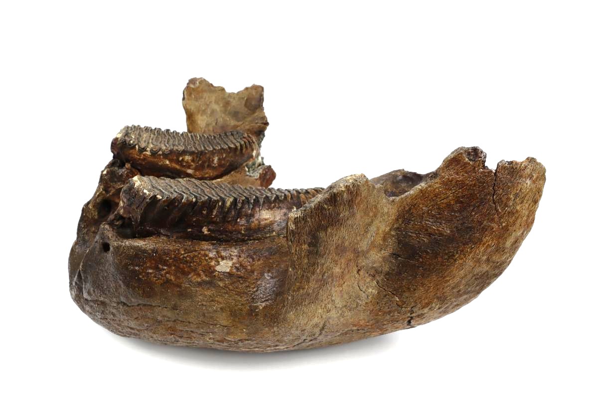Lower Jaw of a Woolly Mammoth (22 kg) - Image 7