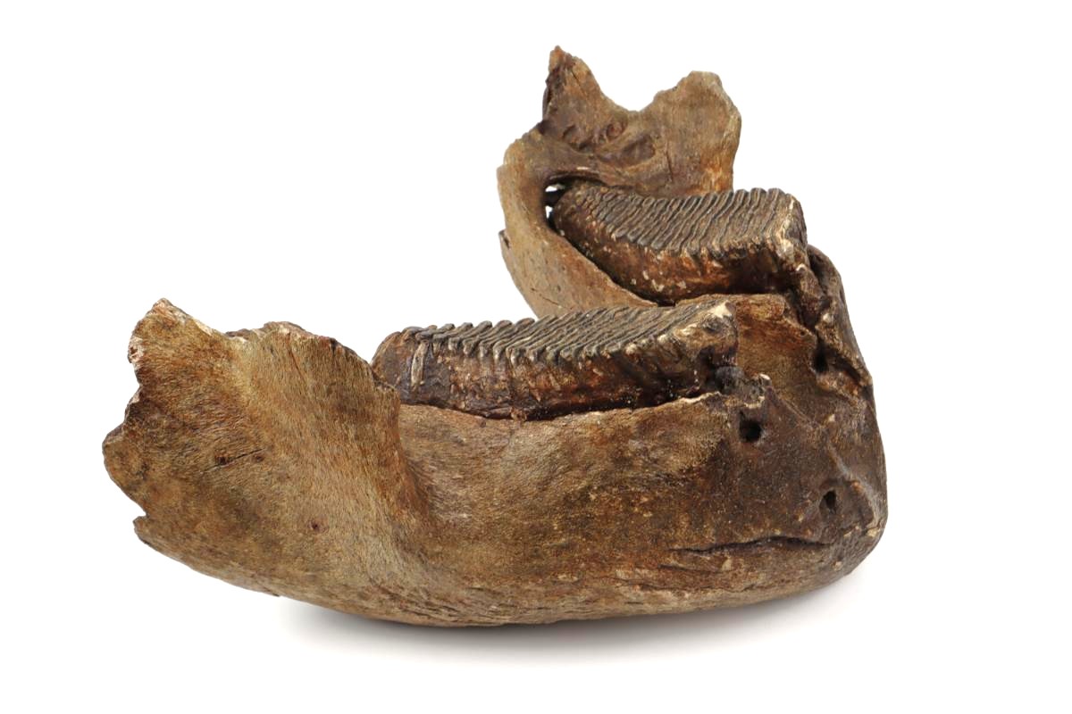 Lower Jaw of a Woolly Mammoth (22 kg) - Image 8