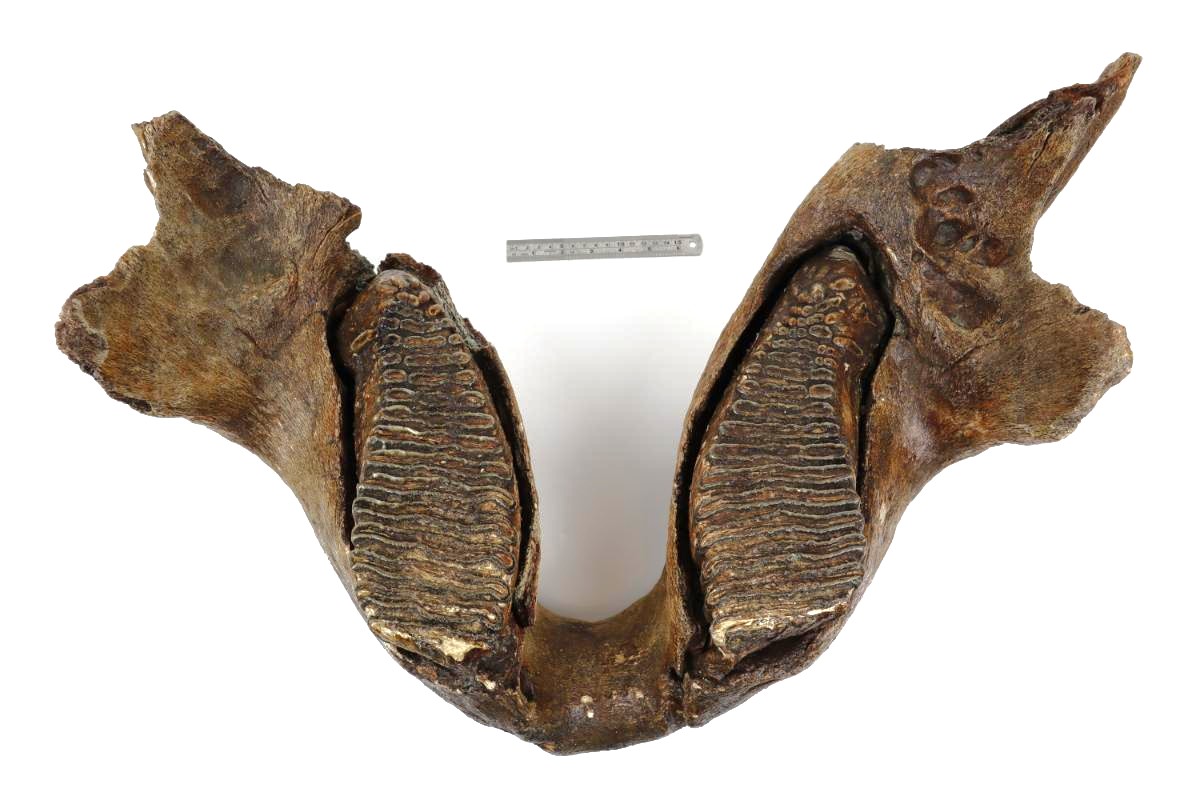Lower Jaw of a Woolly Mammoth (22 kg) - Image 9