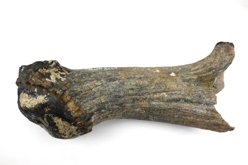 Antler of an Irish Elk (Megaloceros) (29,5 cm)