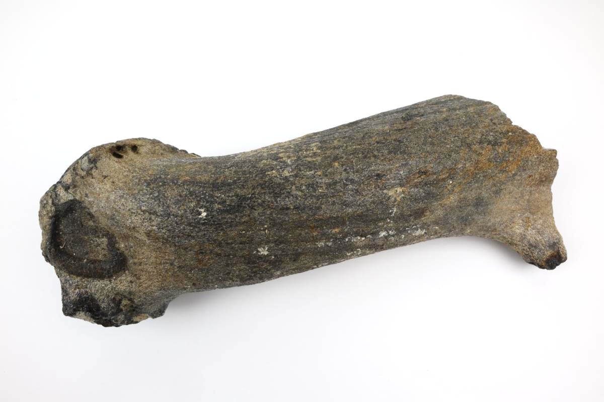 Antler of an Irish Elk (Megaloceros) (29,5 cm) - Image 3