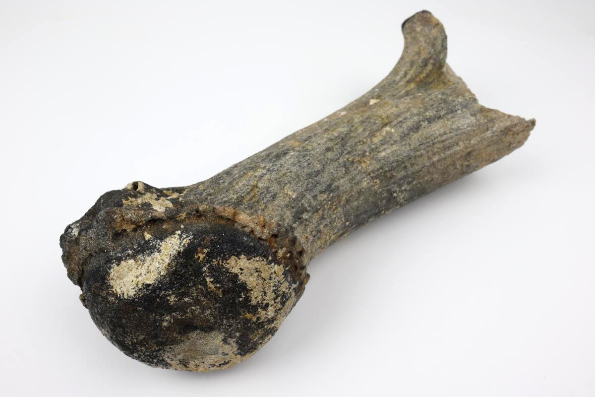 Antler of an Irish Elk (Megaloceros) (29,5 cm) - Image 4