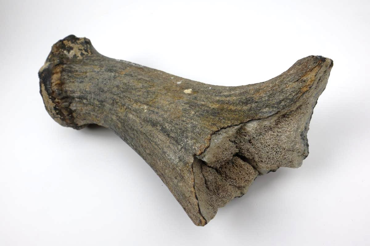 Antler of an Irish Elk (Megaloceros) (29,5 cm) - Image 5