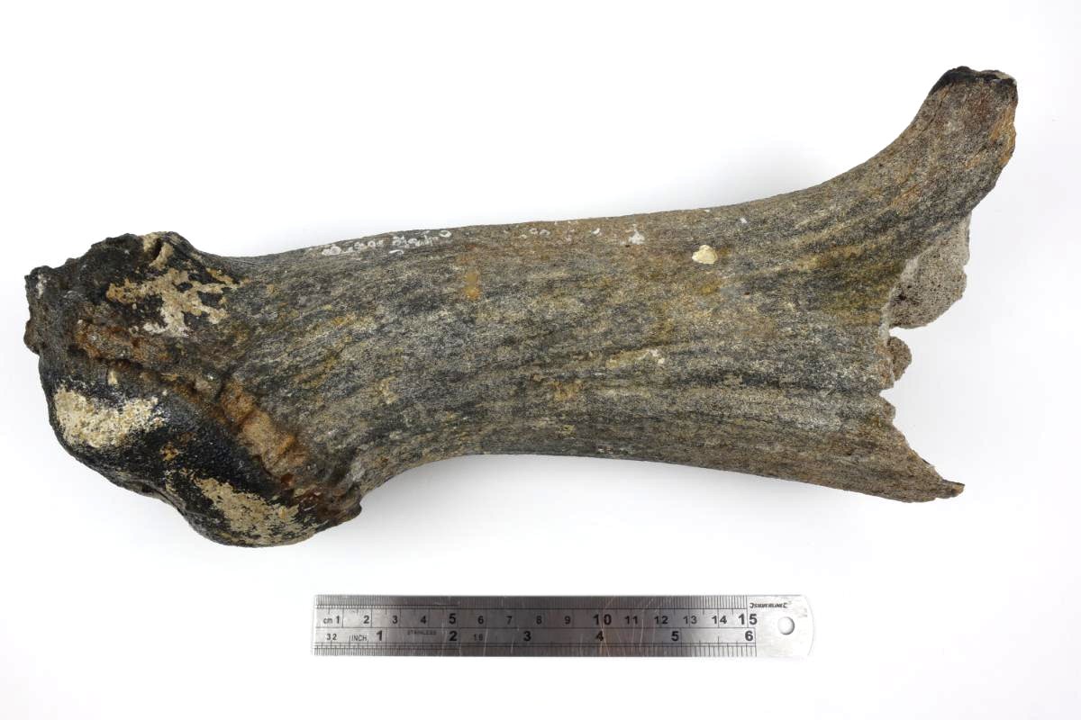 Antler of an Irish Elk (Megaloceros) (29,5 cm) - Image 6