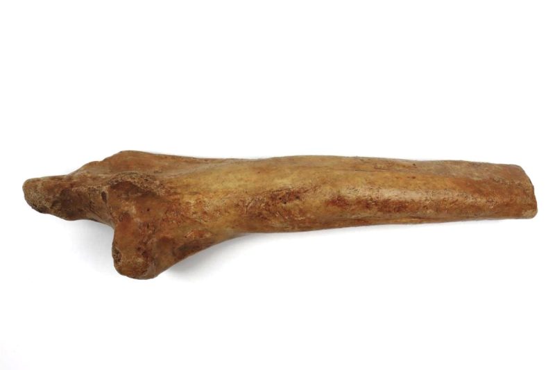 Ulna of a Cave Bear (25 cm)