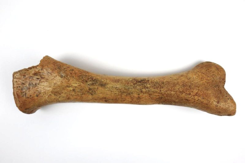 Tibia of a Cave Bear (29 cm)