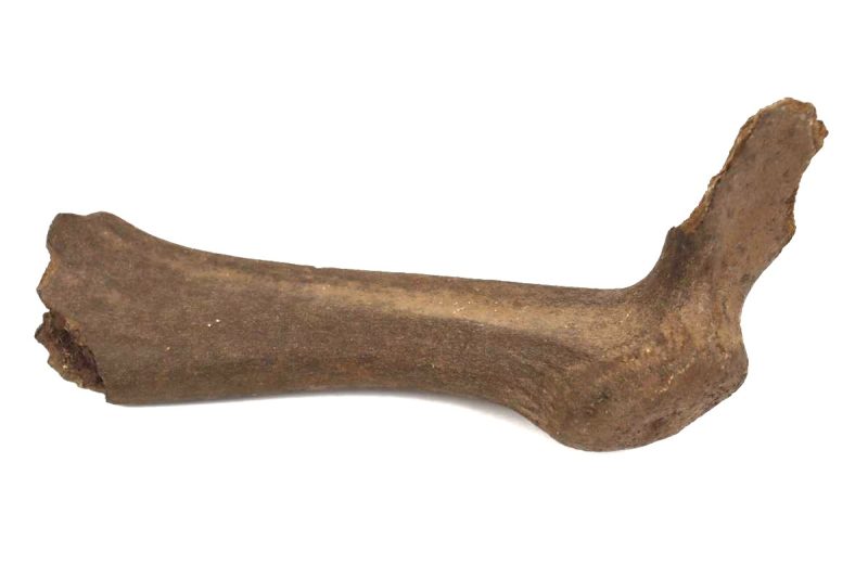 Antler of a Juvenile Irish Elk (Megaloceros) (25 cm)