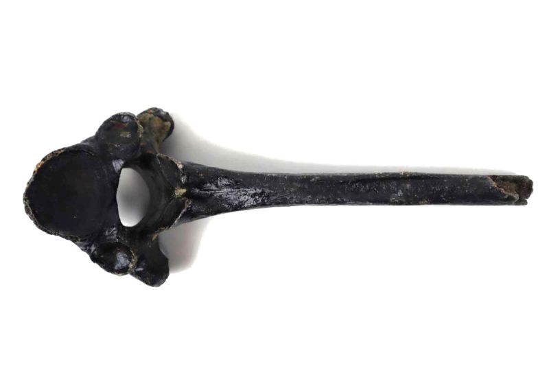 Thoracic Vertebra of a Red Deer (Cervus elaphus)