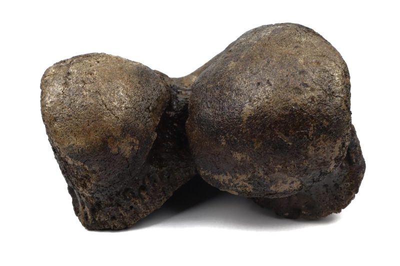 Big Femur Distal Joint of a Woolly Mammoth (7,3 kg)