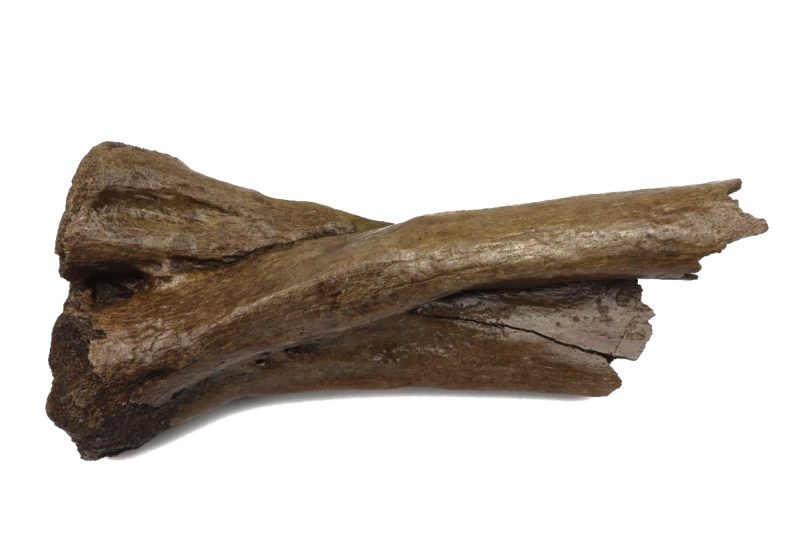 Radius/Ulna Bone of a Woolly Mammoth (46 cm)
