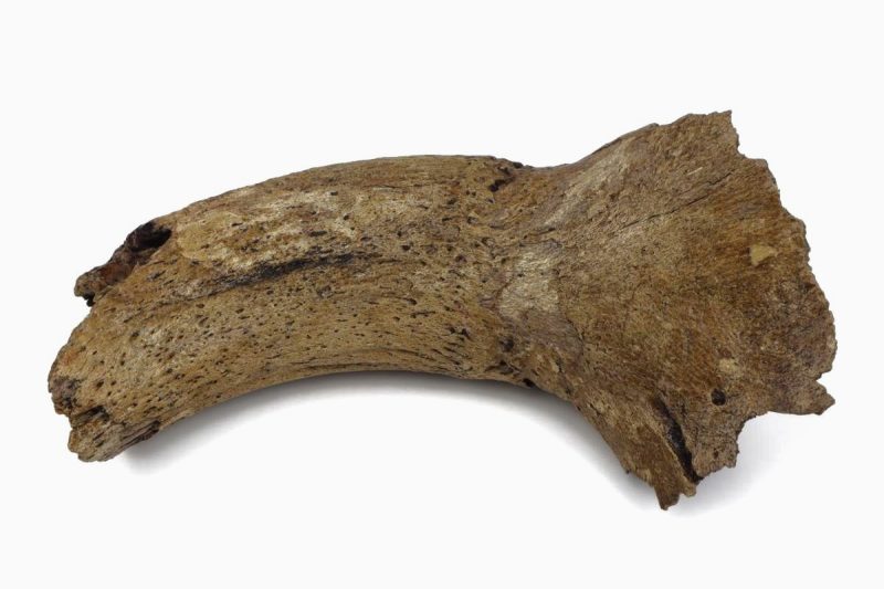 Hornpit of an Aurochs (Bos primigenius)
